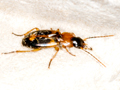 Badister dilatatus